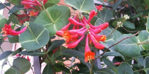 Smeđi orlovi nokti blanche sandman, dropmore scarlet: sadnja i njega, fotografije, recenzije